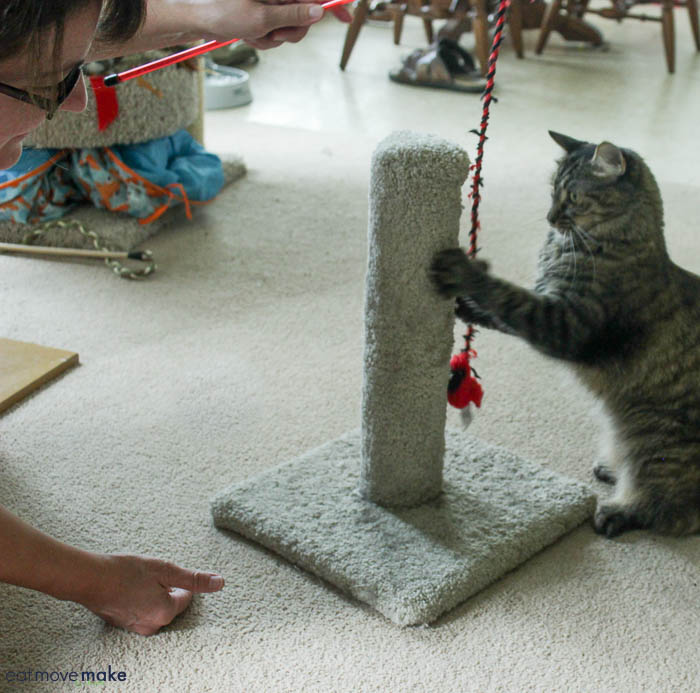 a cat playing by scratching post