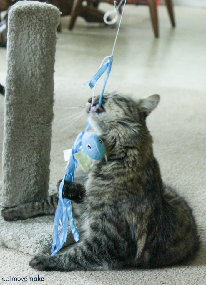 A cat playing with toy