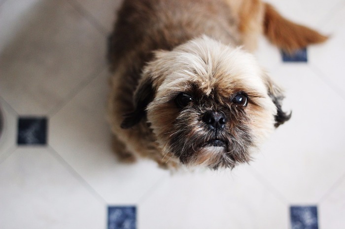 A dog looking at the camera