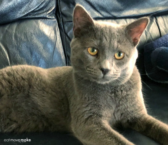A close up of a cat