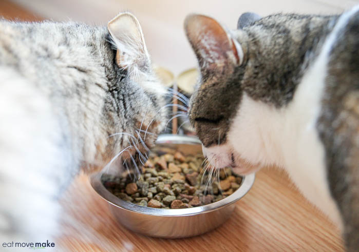 A cat eating from a bowl