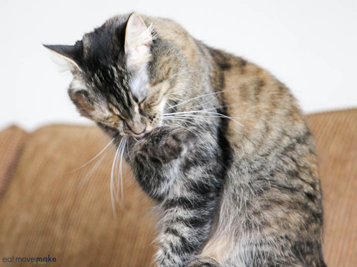 A cat licking its paw