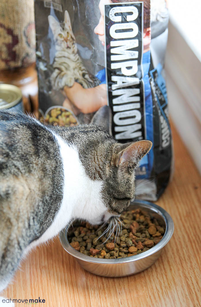 A cat eating kibble