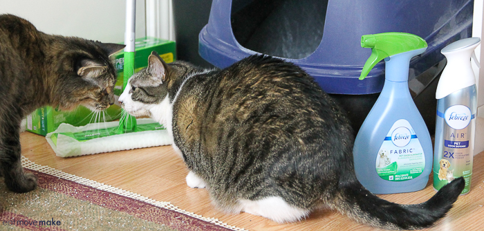 pet mess and odor