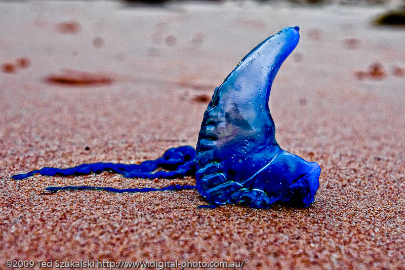 OUCH Treating Jellyfish stings Eat Pack Go