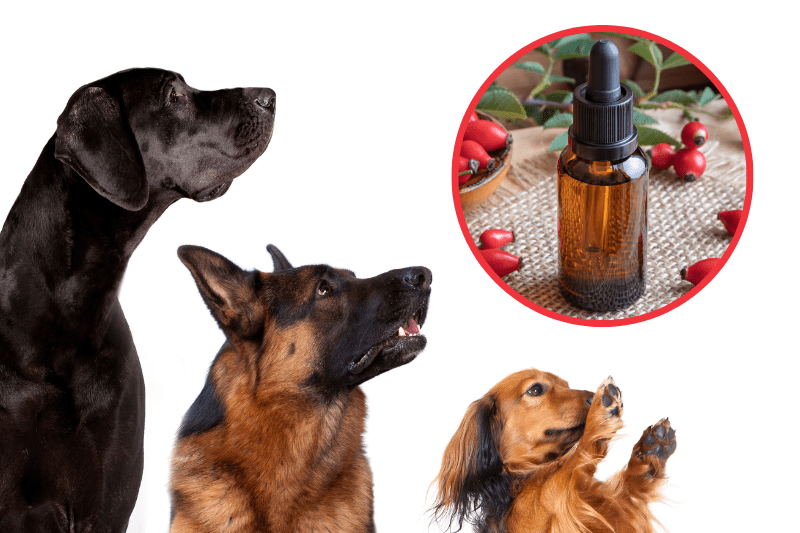 Can Dogs Eat Rosehip Oil? Can You Use Rosehip Oil For Dogs Skin? Full