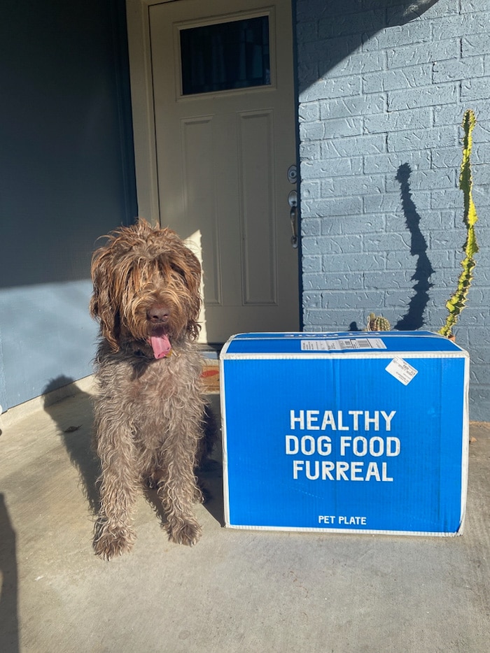 Pet Plate Review LaptrinhX / News