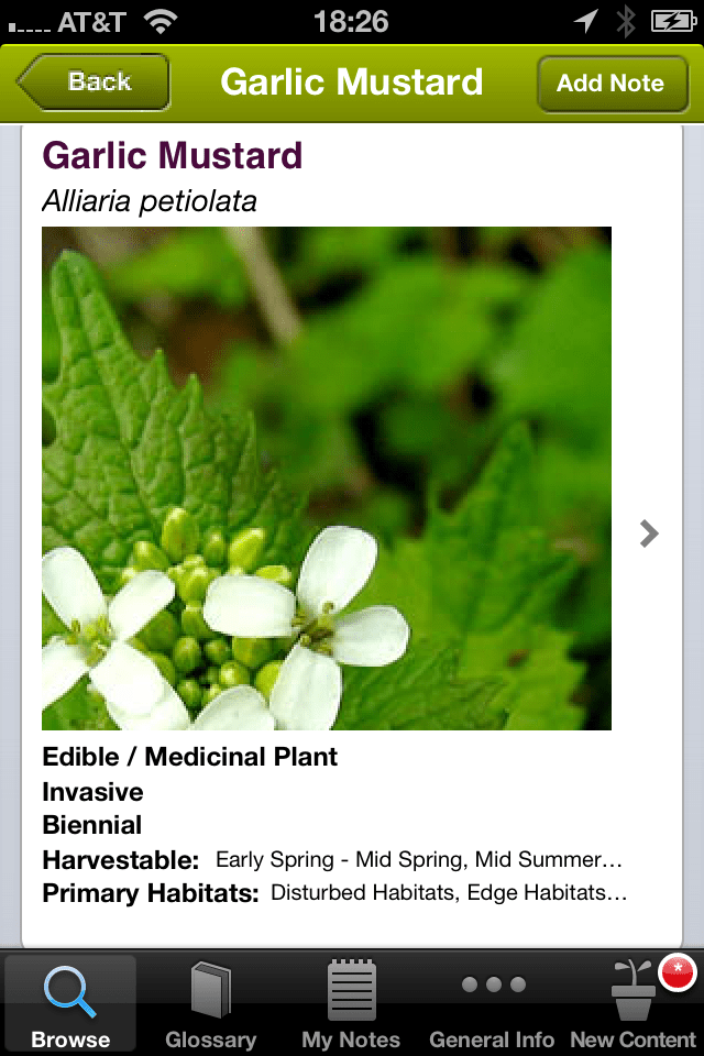 Wild Edibles from Steve Brill