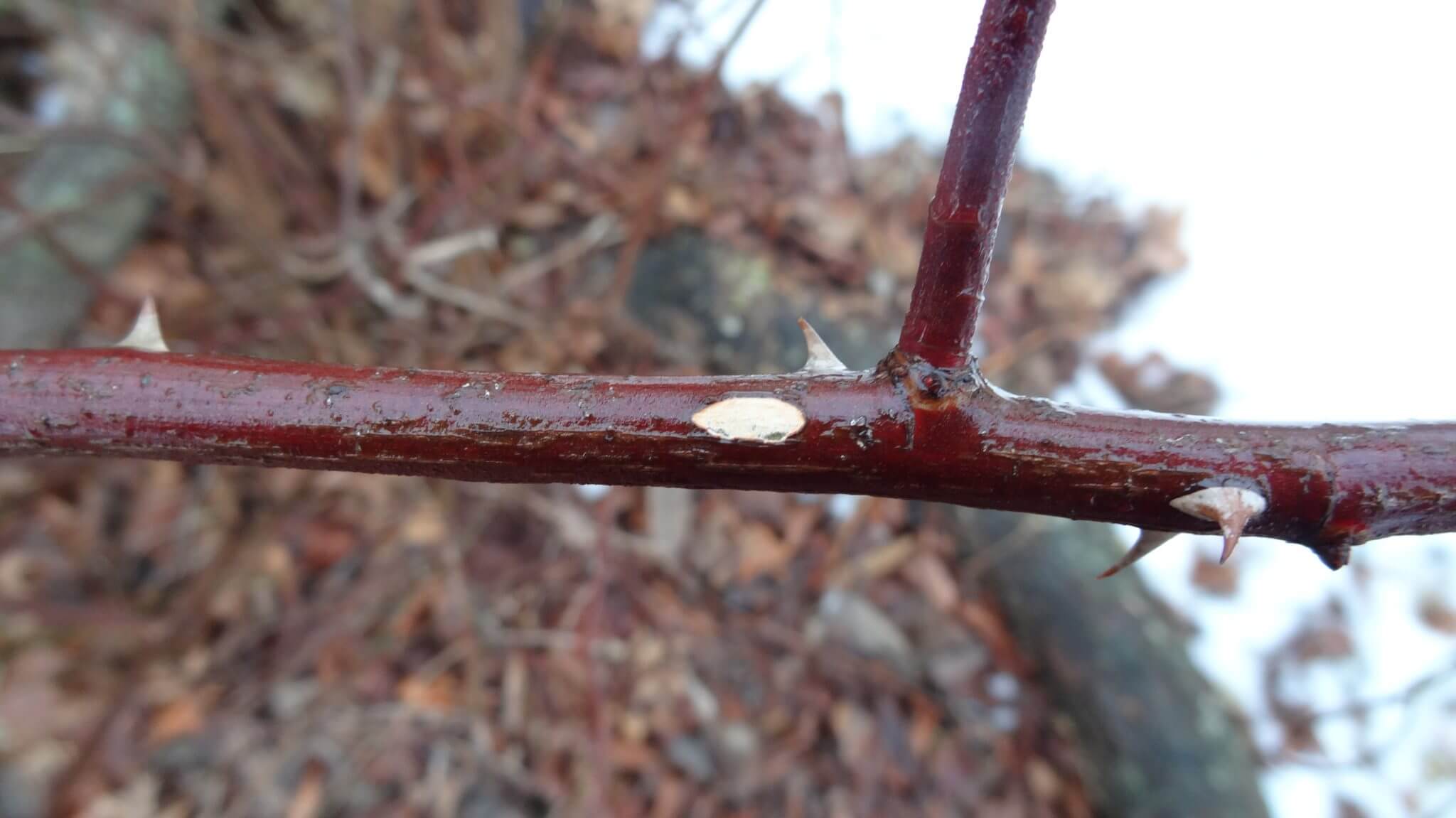 Multiflora Rose, An Invasive But Nutritious Wild Edible Eat The