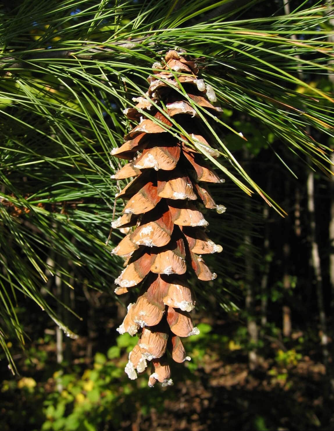 Eastern White Pine, An Effective Remedy For The Common Cold Eat The