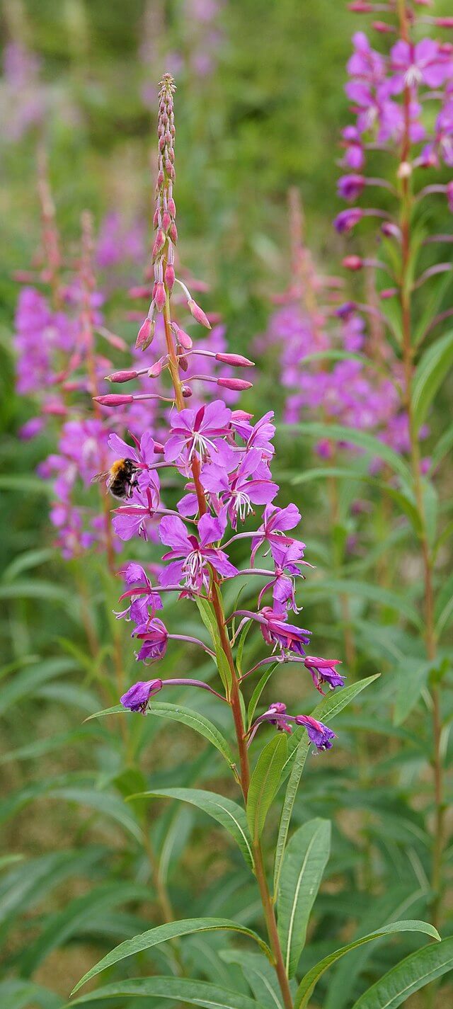 Fireweed in the Pacific Northwest Eat The