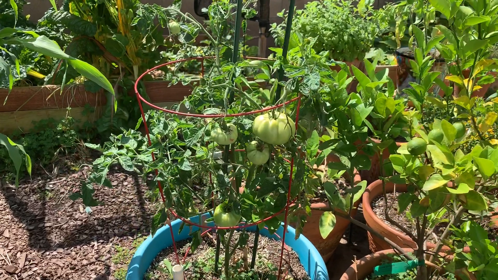 2019 Small Tomato Plant Retrospective Eating My Yard