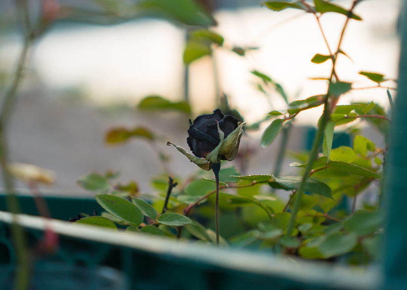 Penhaligon's Halfeti eauxSILLAGE