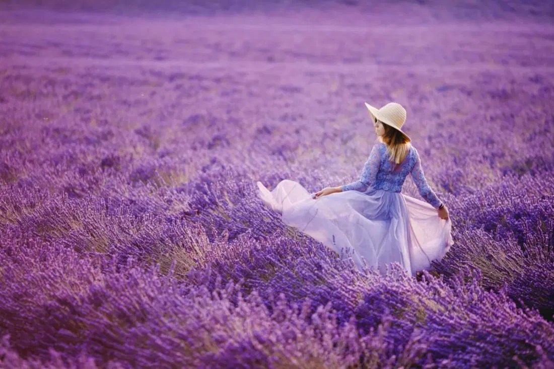 22 Lavender Fields Around The World