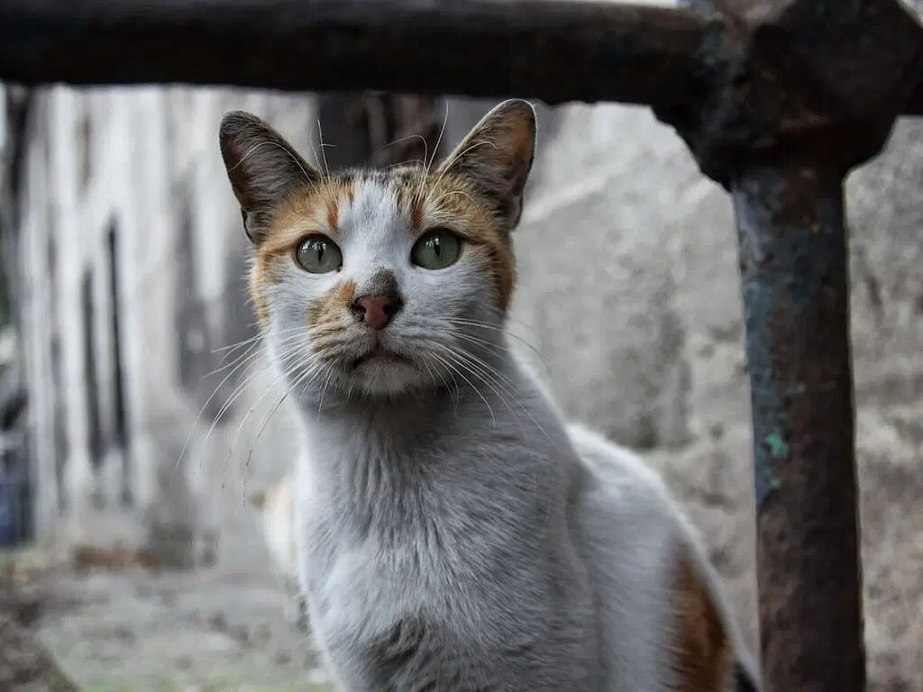 Istanbul Cats 7 Best Things To Know About Cats In Turkey