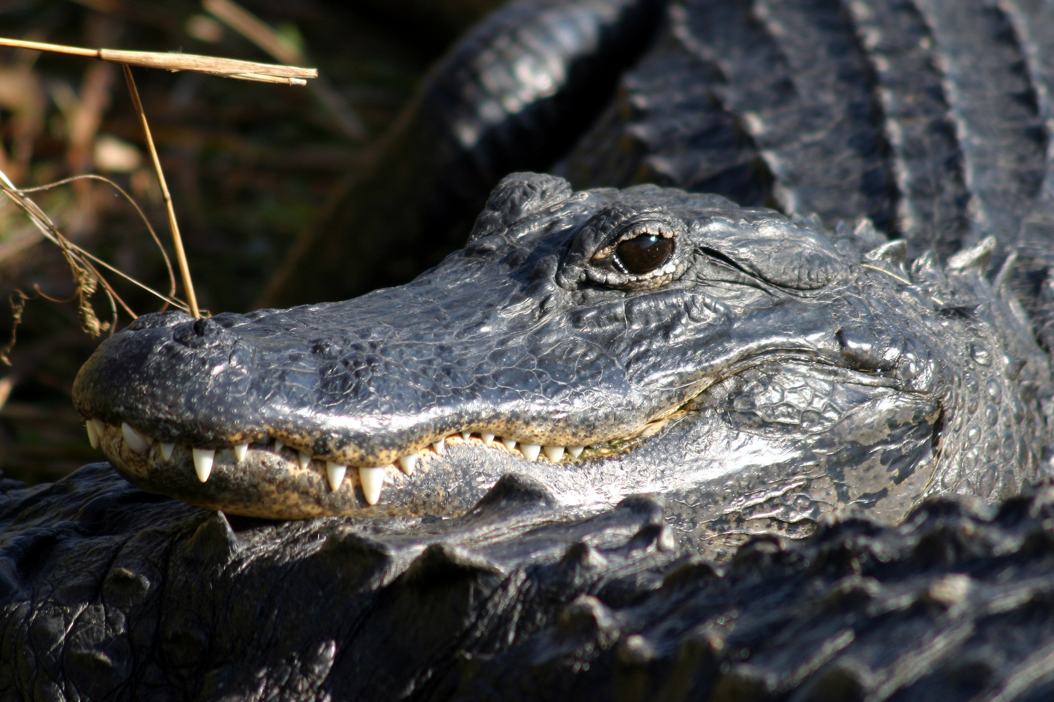 Alligators Exploring Ebenezer Creek