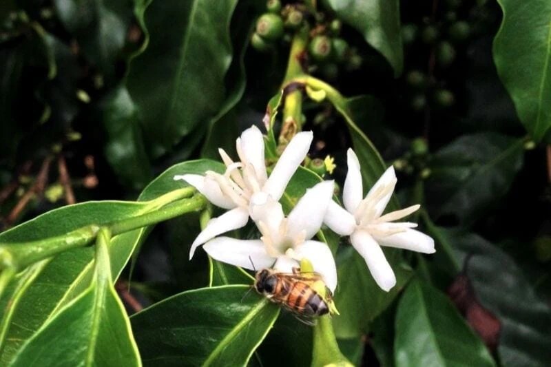 Coffee facts that surely get you!