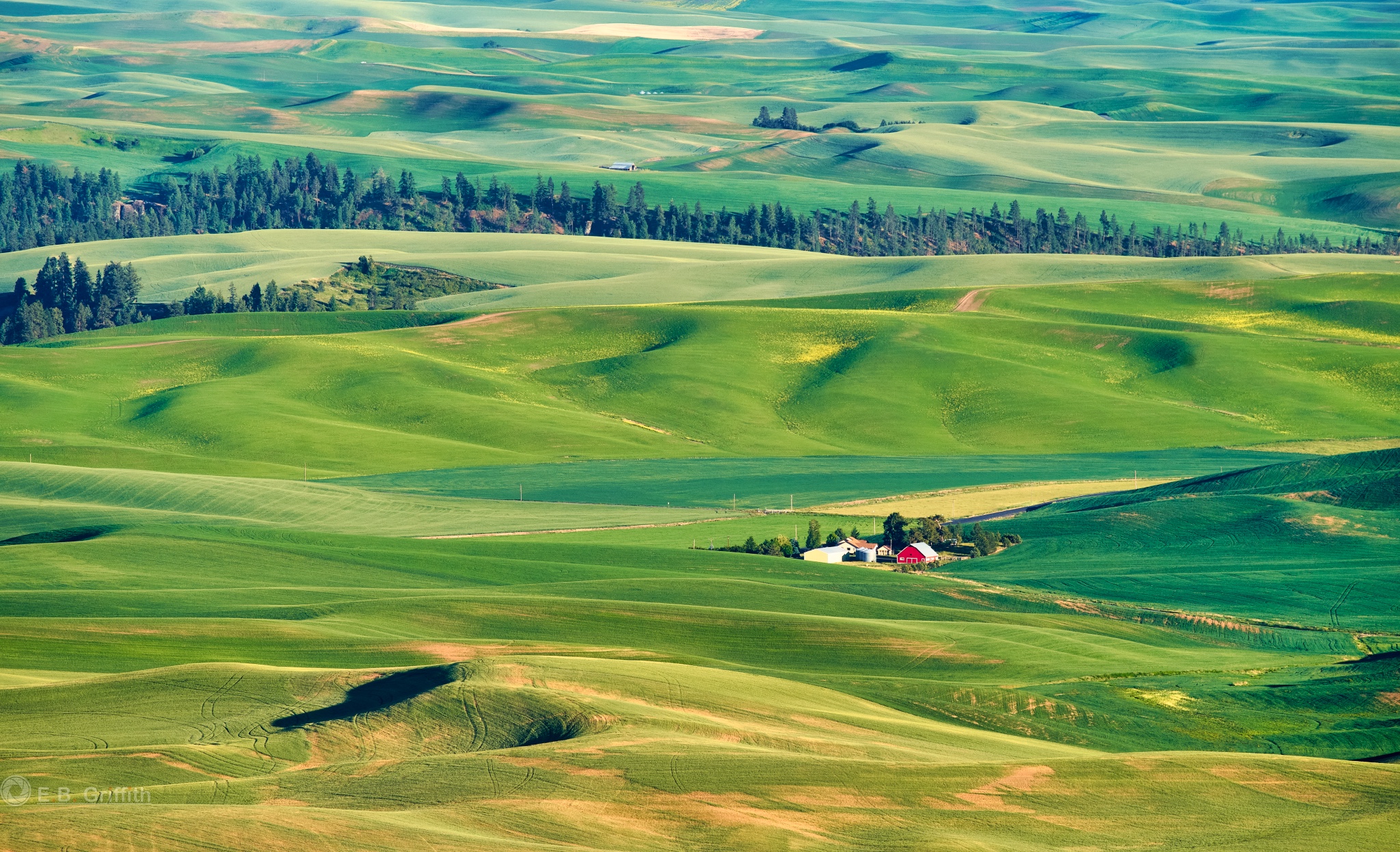 Palouse Farms, from Steptoe Butte Artistic Diversions