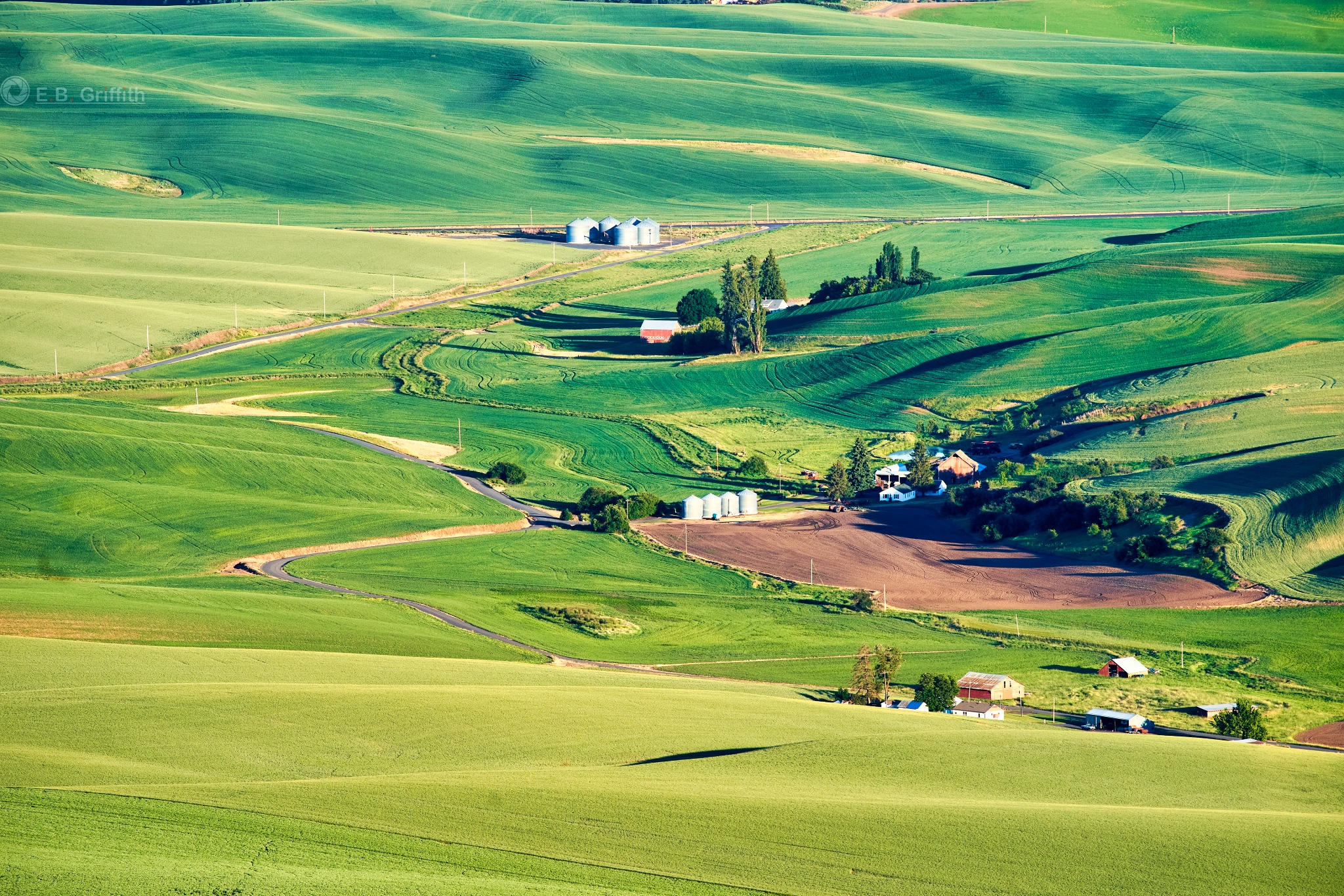 Palouse Farms, from Steptoe Butte Artistic Diversions