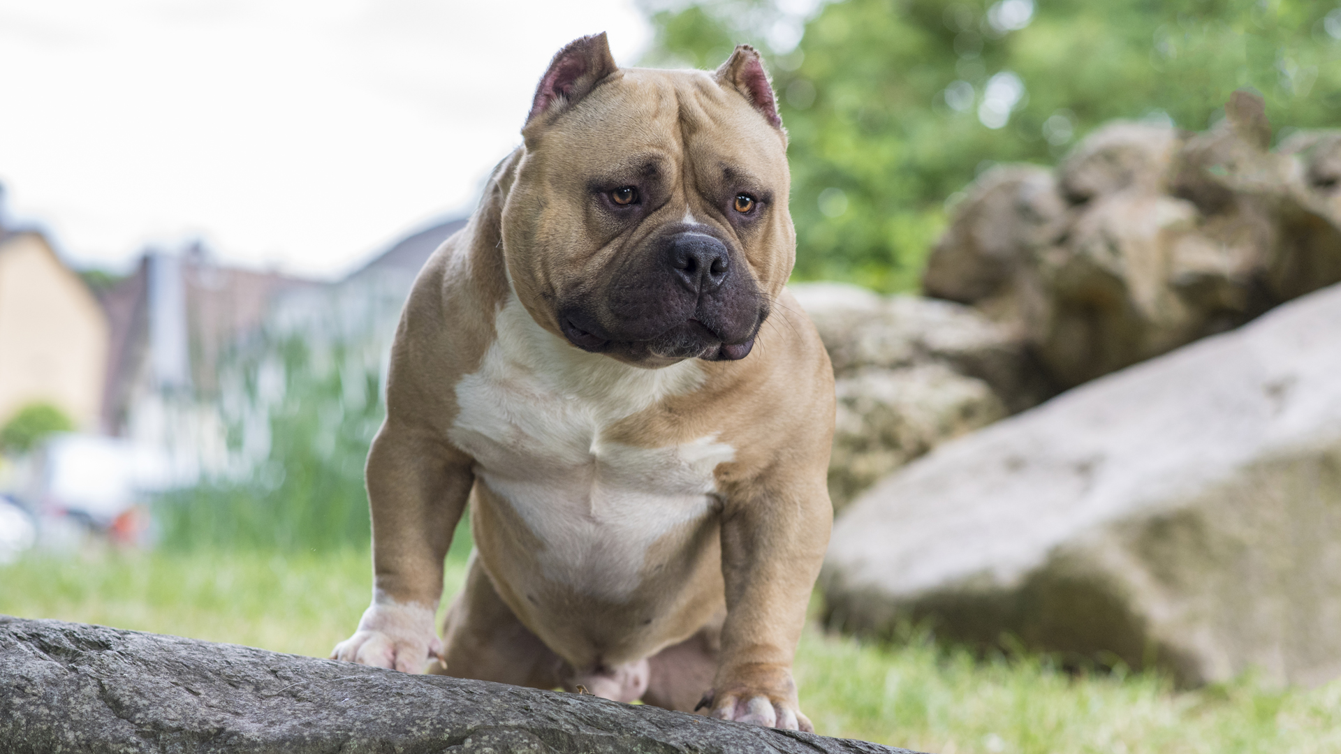 American Bully — EBKC European Bully Kennel Club