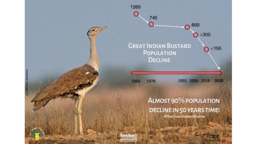 The Great Indian Bustard What Is ‘great’ About This Bird? EBNW Story(04)
