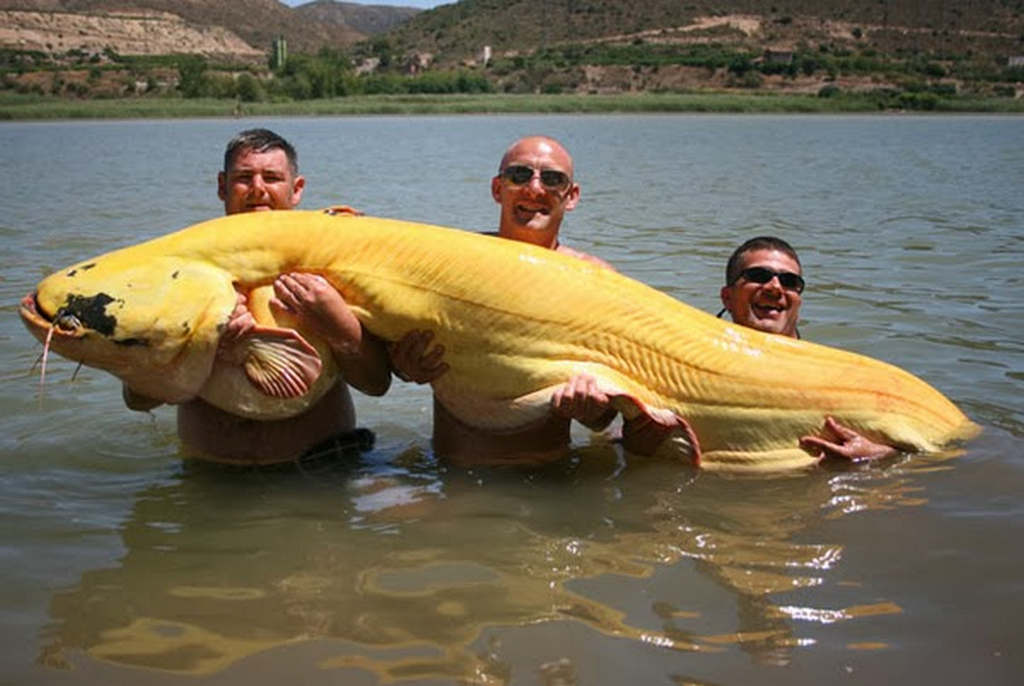 River Ebro Catfish Tours Ebro Expert