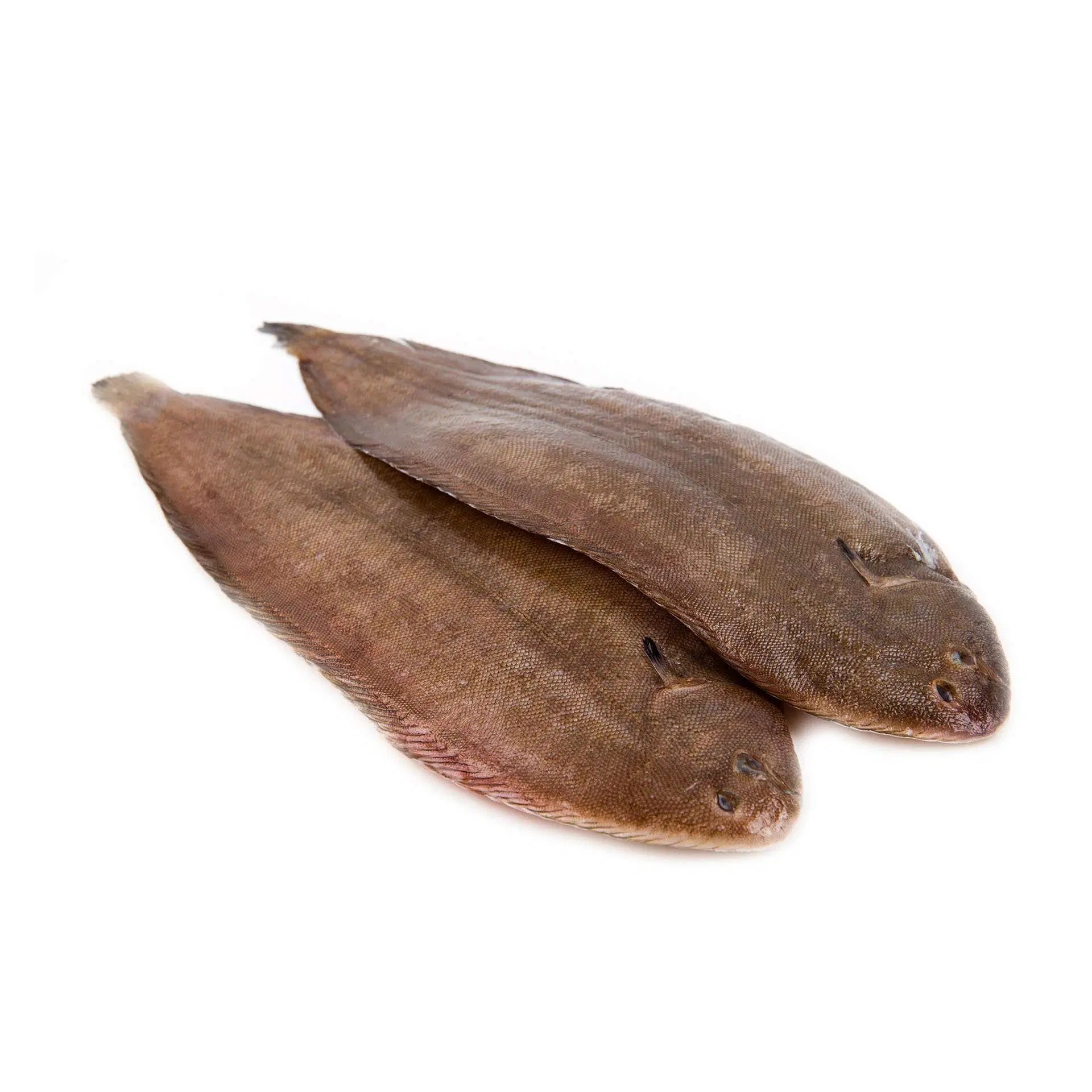Buy Dover Sole Online Buy Dover Sole Hong Kong