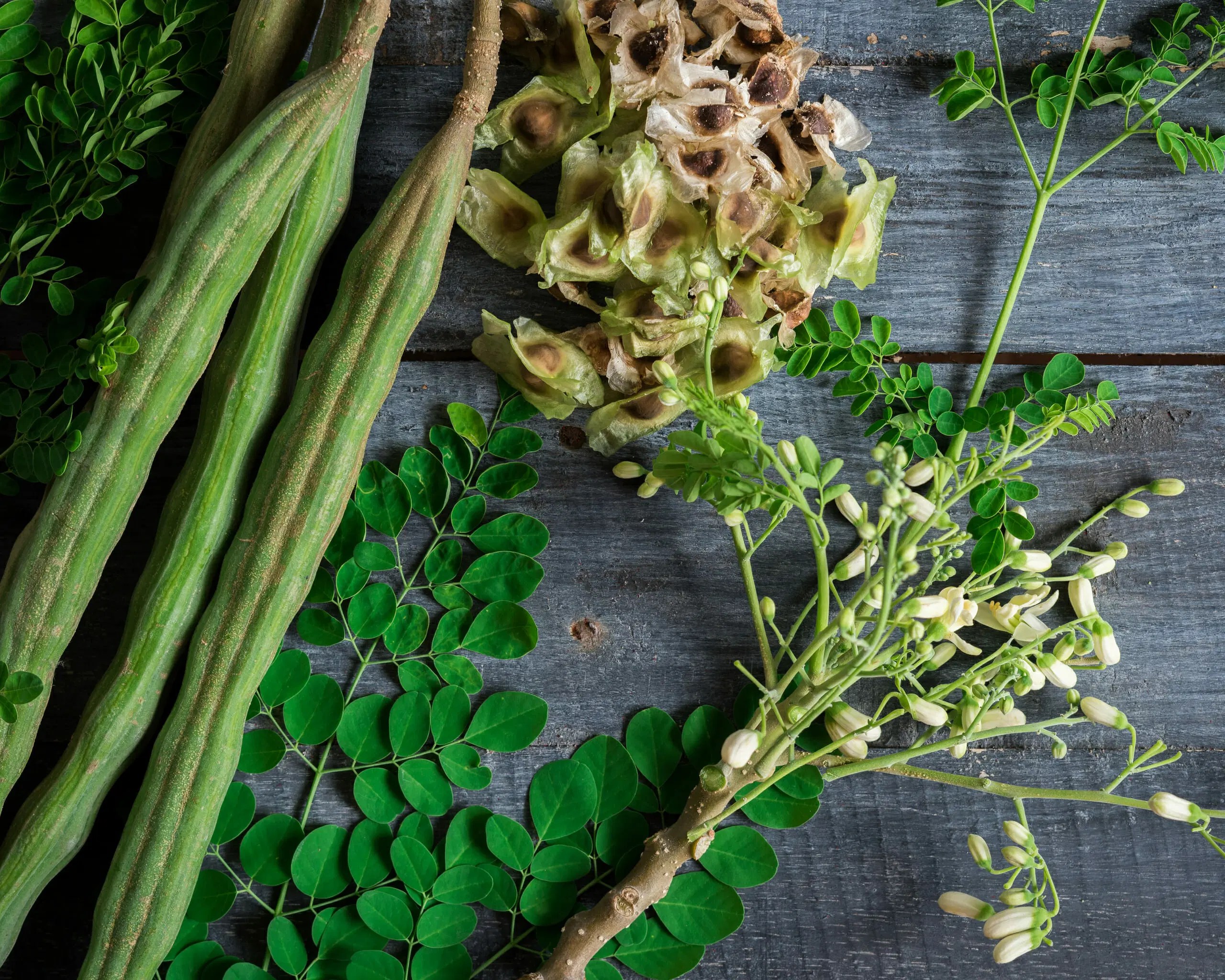 Ayurvedic Health Benefits of Moringa, Shevga or Drumstick Tree