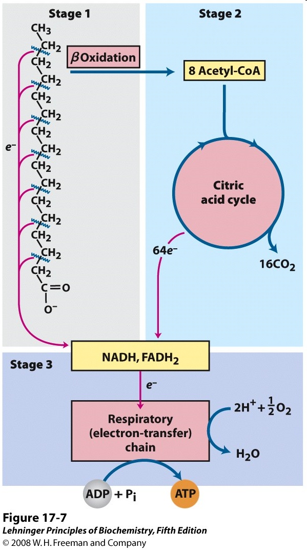 Fatty Acid Beta Oxidation BIOC*2580 Introduction to Biochemistry