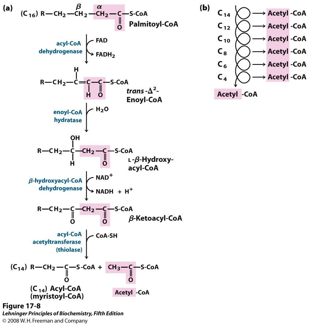 Fatty Acid Beta Oxidation BIOC*2580 Introduction to Biochemistry