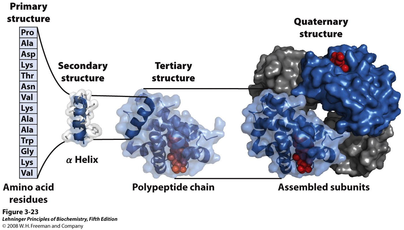 Amino Acid Separation, Protein Hierarchy & Chemical Reactivity BIOC
