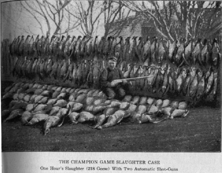 The California Slipshod Method Poultry Farming in 19th Century