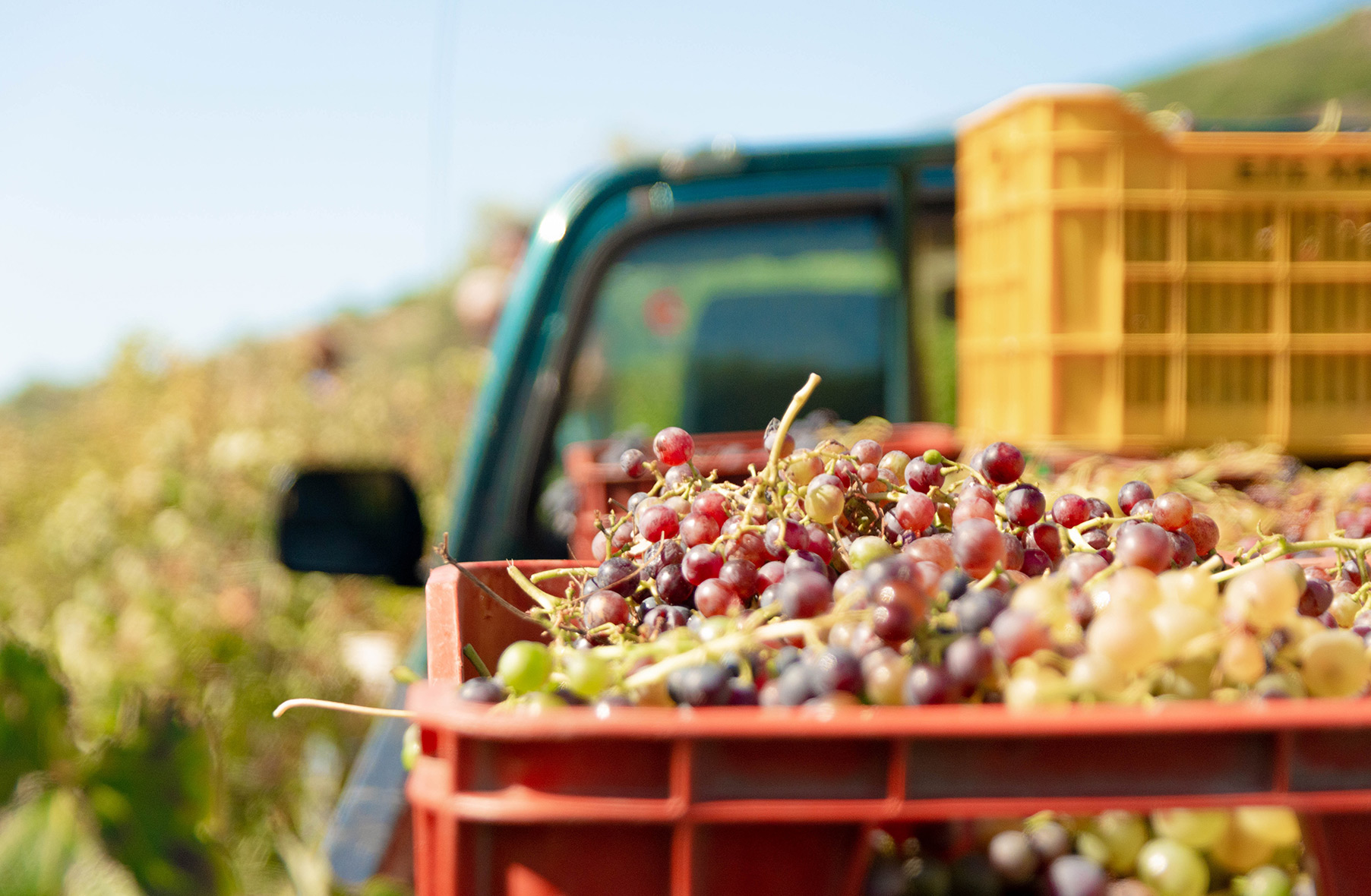 Wineries Near Staunton VA About Ecco Adesso Winery