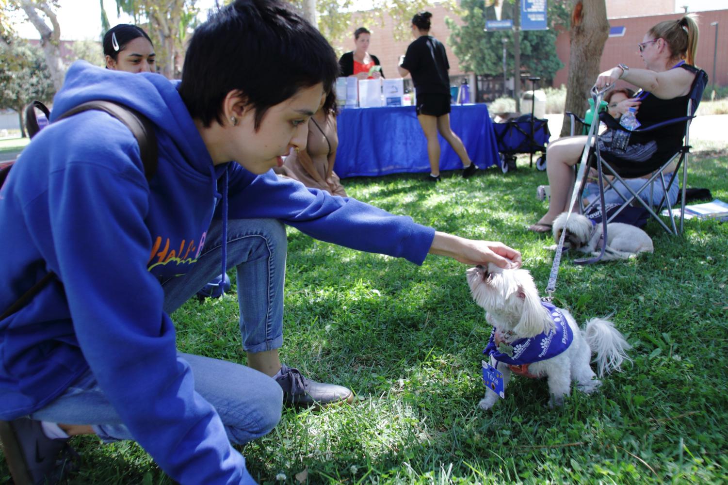 Meet the therapy dogs helping stressed out students unwind El Camino