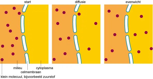 Diffusie | Cel | Menselijk Lichaam