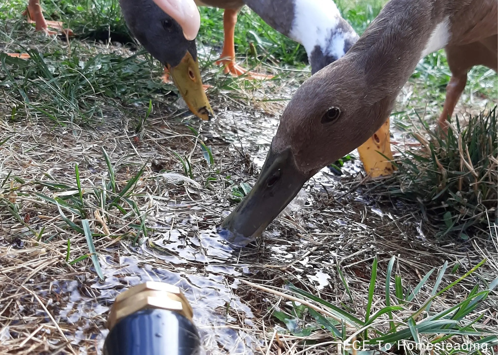 25 Important Facts You Should Know Before Getting Ducks