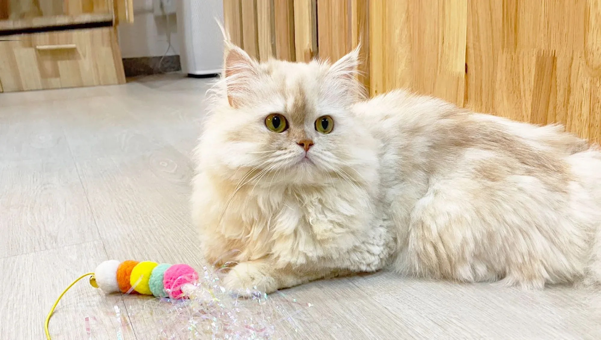 5 Things Cats Dislike