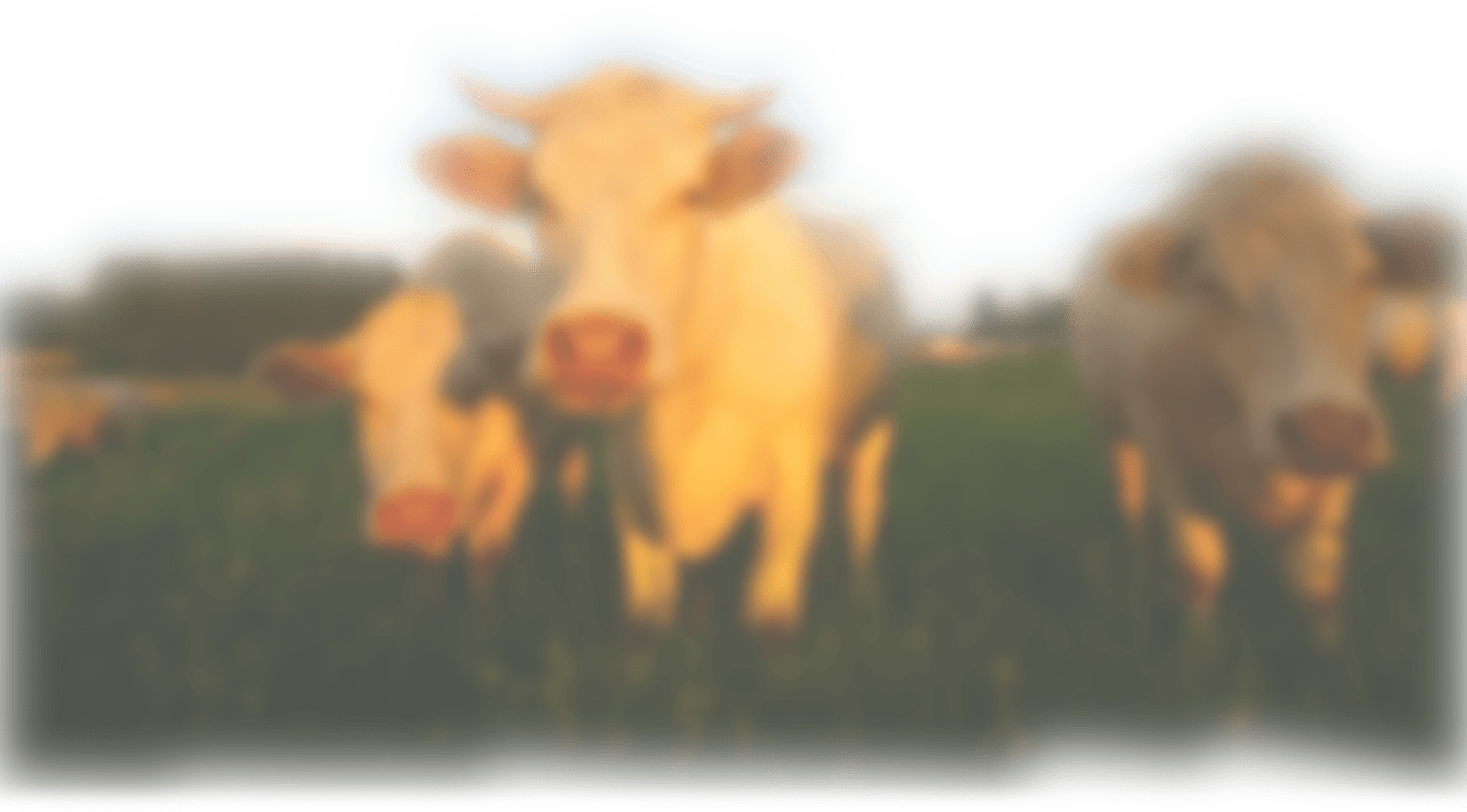 9782759228676: Alimentation des ruminants: Apports.