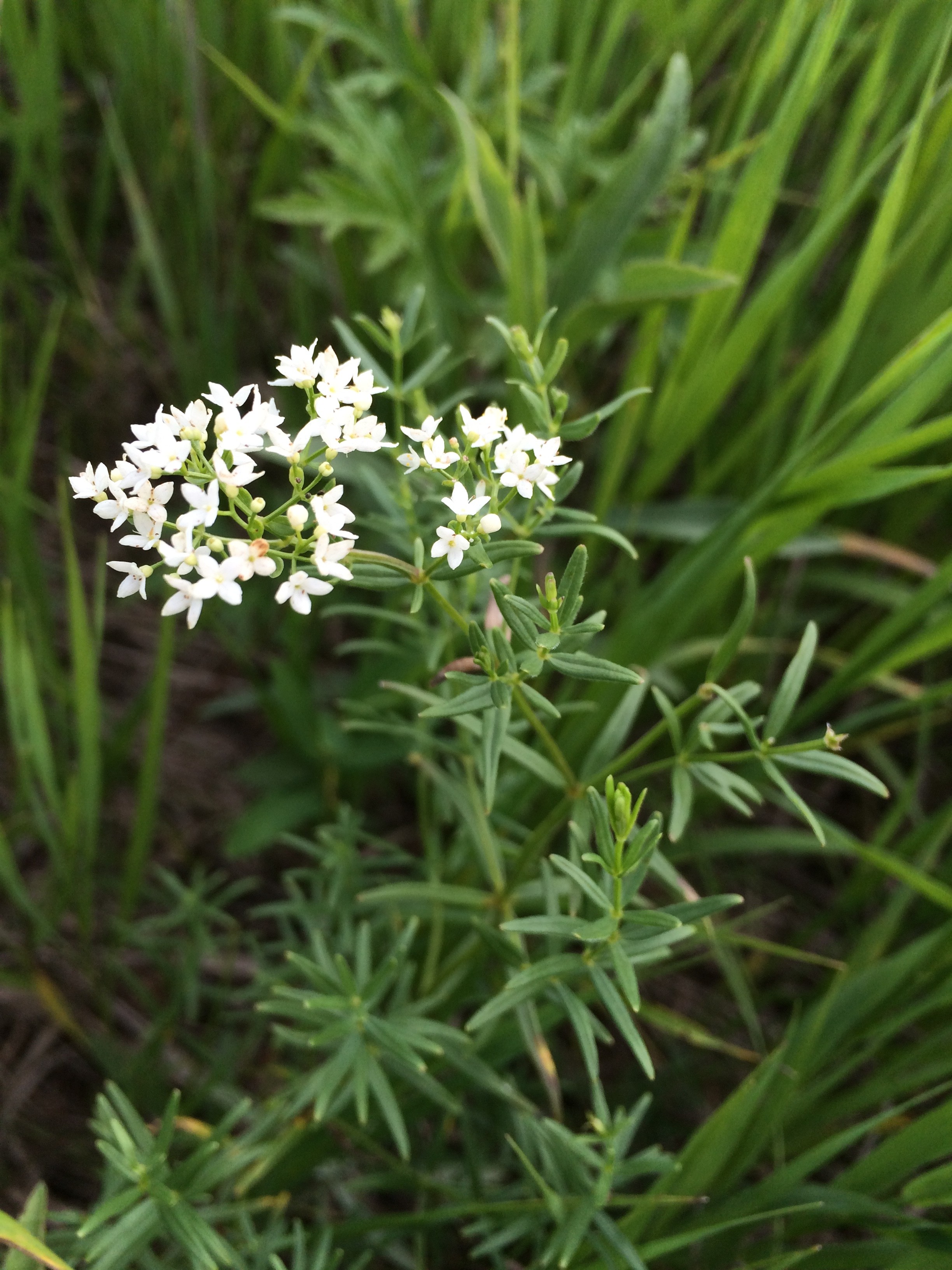 Northern Bedstraw « The Echinacea Project