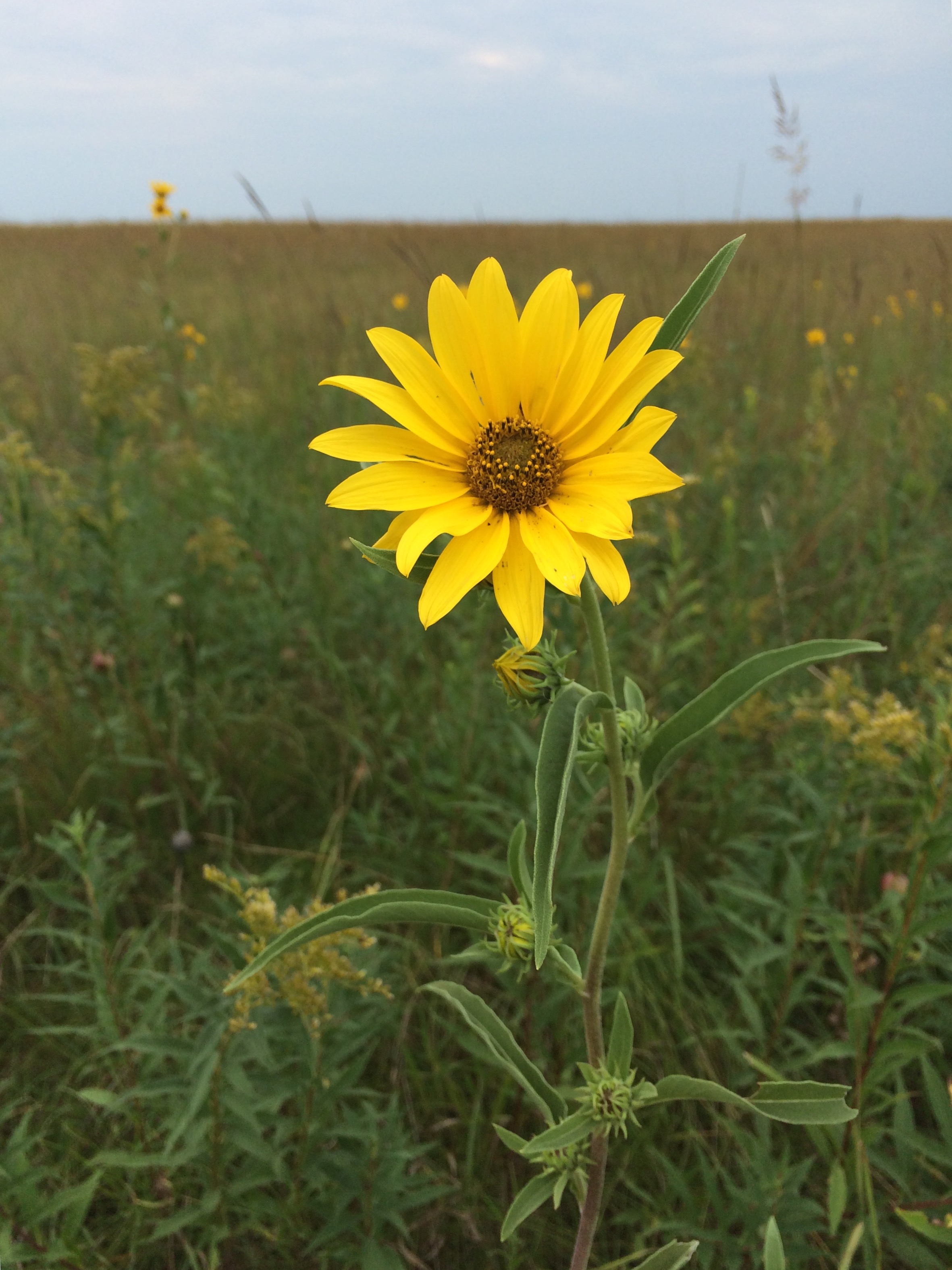 Maximilian’s Sunflower « The Echinacea Project
