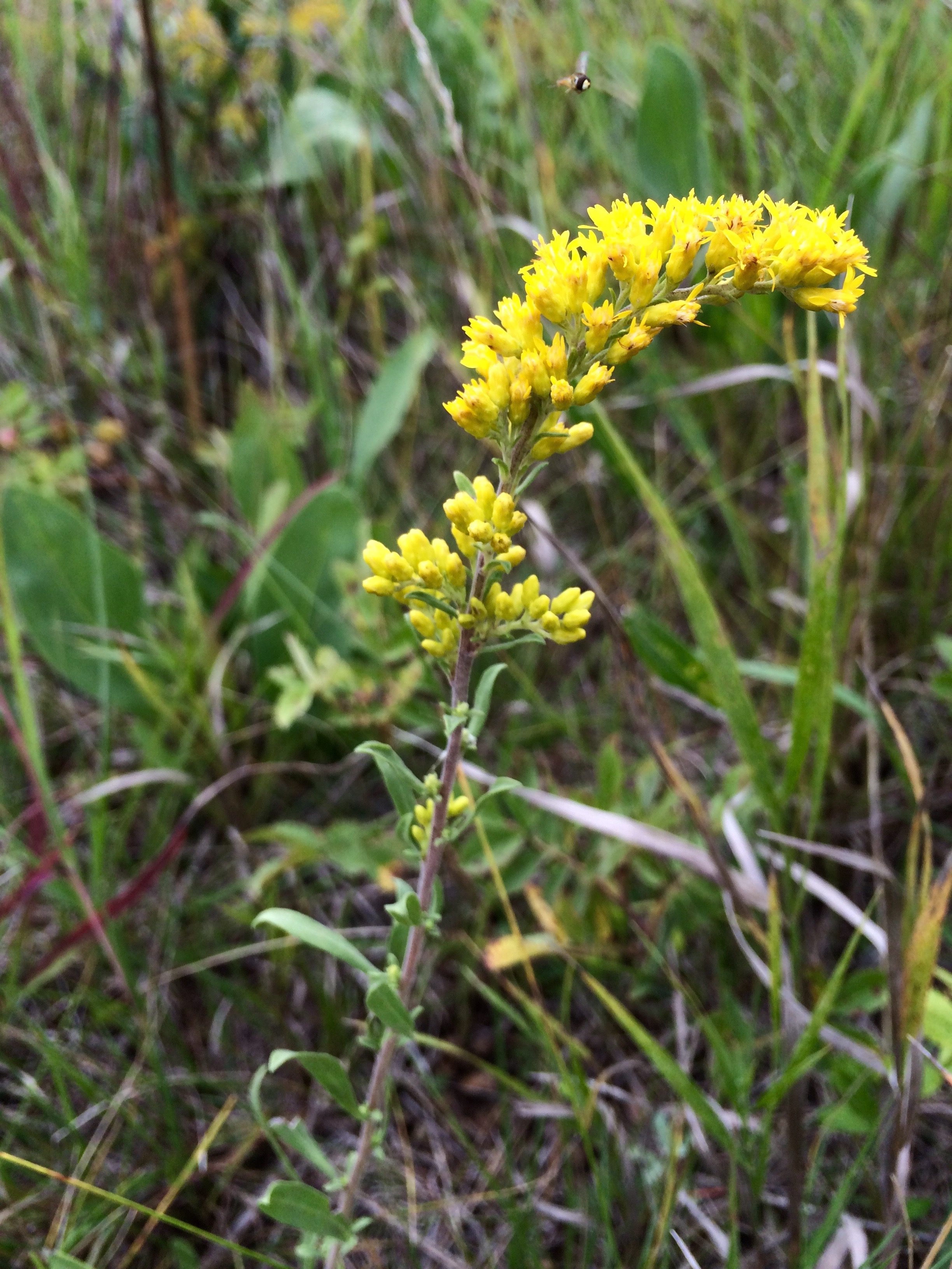 Old Field Goldenrod « The Echinacea Project
