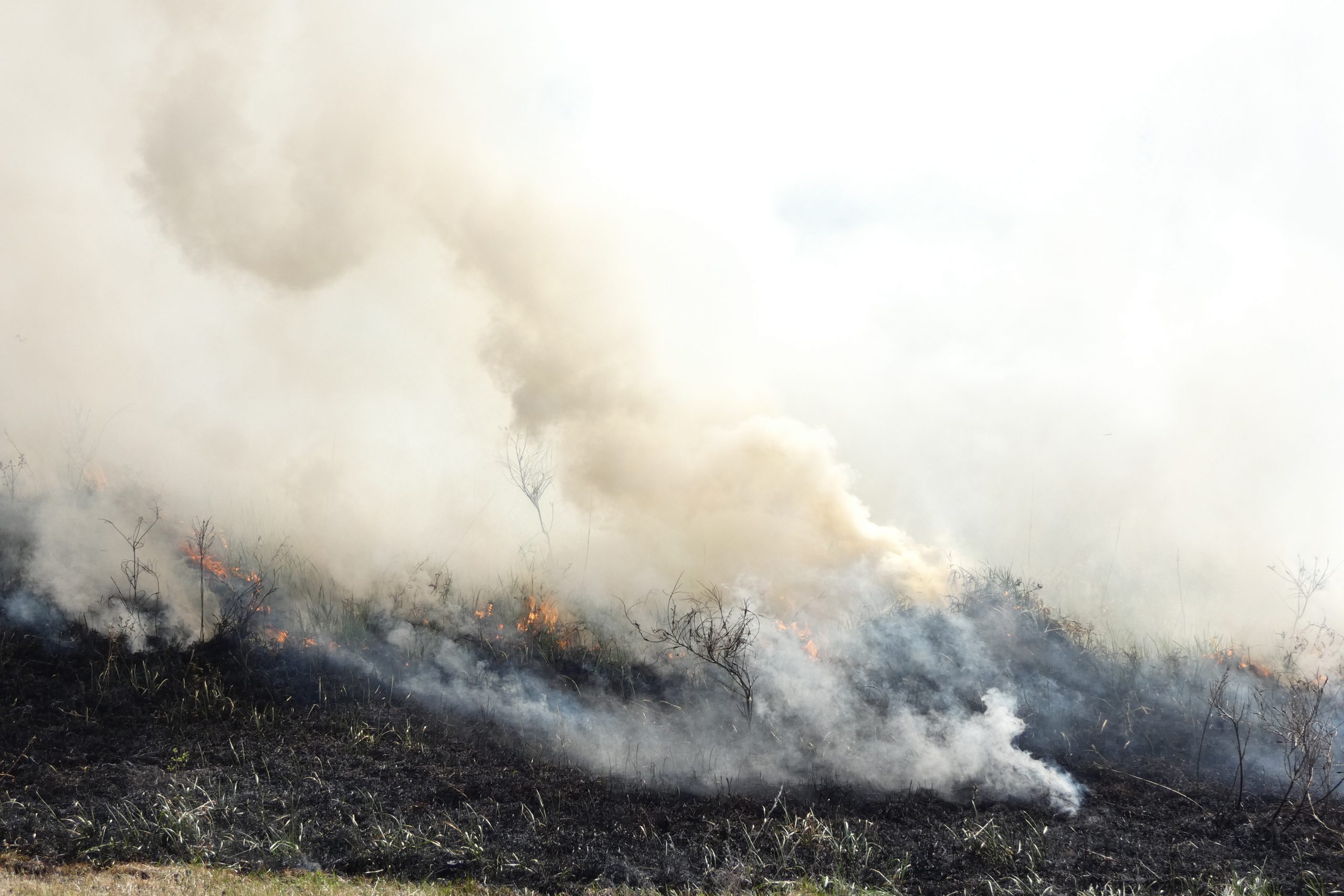 burning landfill (east) 2021 « The Echinacea Project