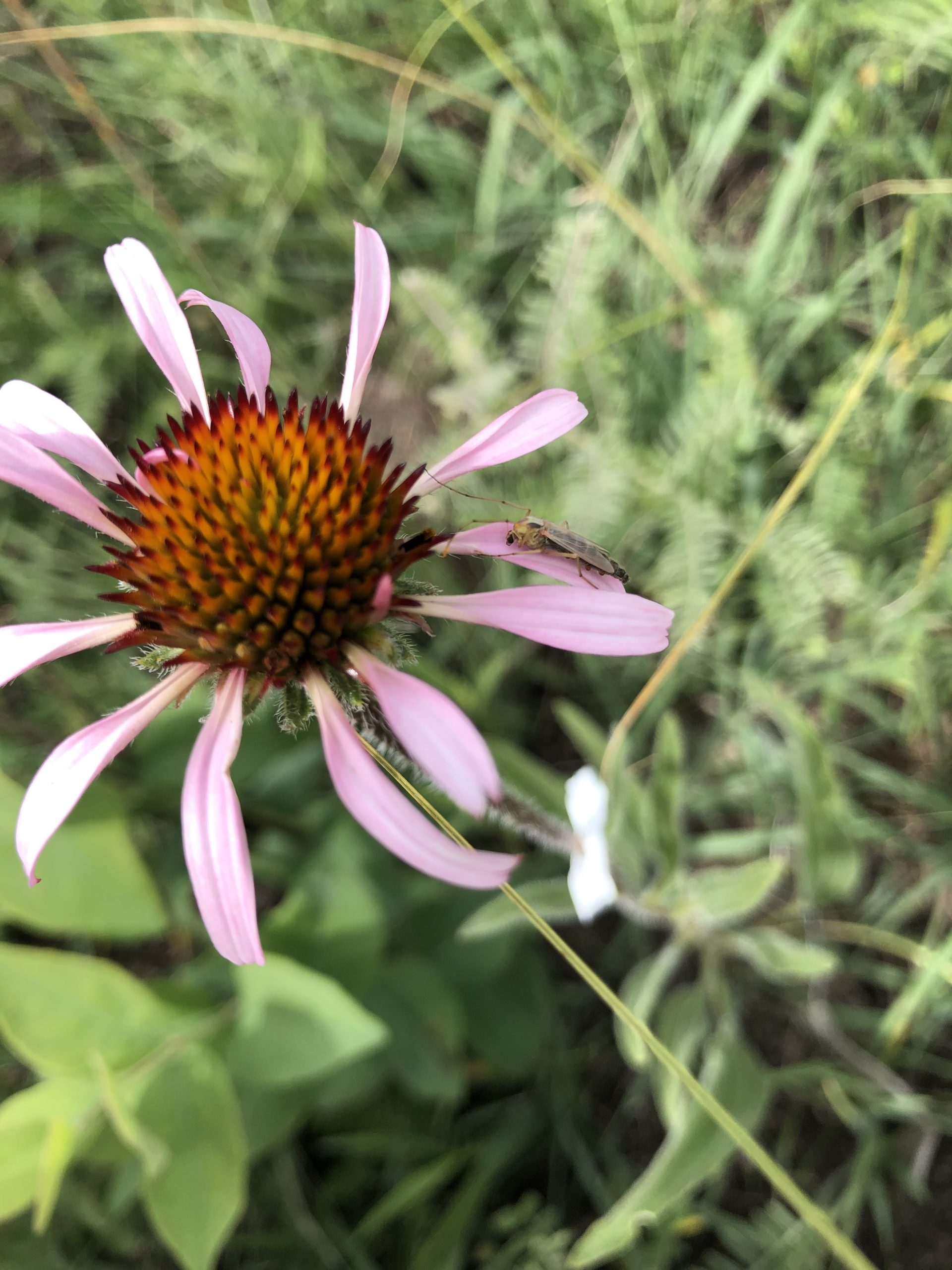 Landfill Insects For The Day!!! « The Echinacea Project