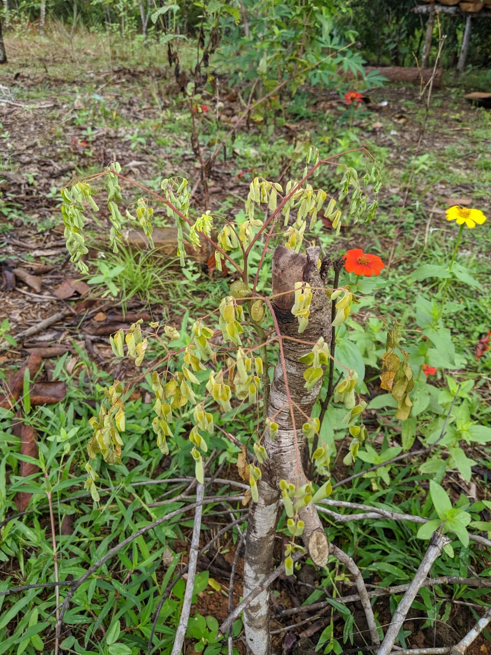 Yellowing Moringa 3 by Stacy_Swartz Moringa