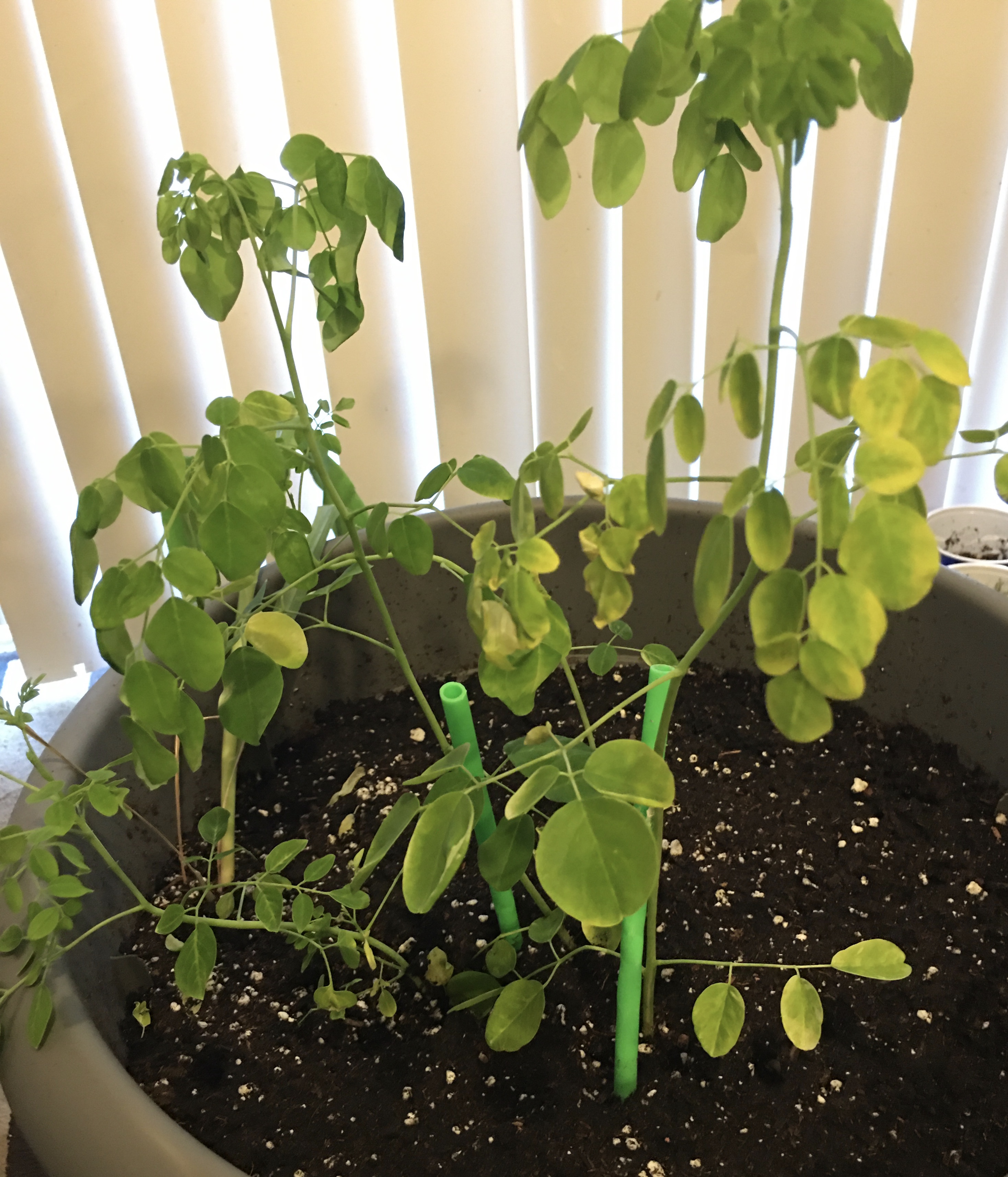 Yellowing Moringa Moringa Conversations