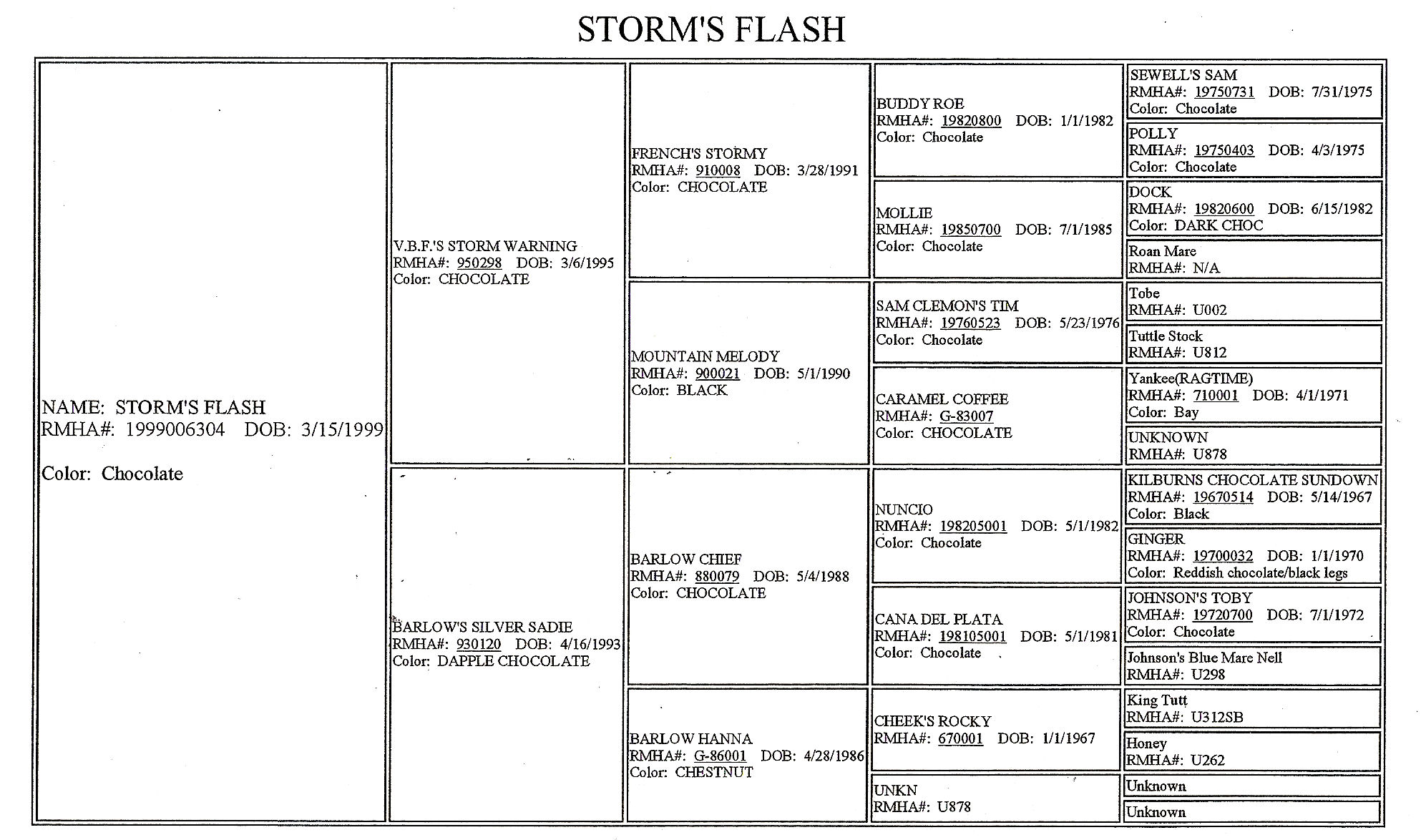 Echo Haven Ranch, Texas, Rocky Mountain Horses Stallions