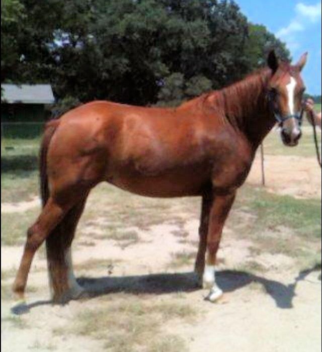 Echo Haven Ranch, Texas, Rocky Mountain Horses For Sale