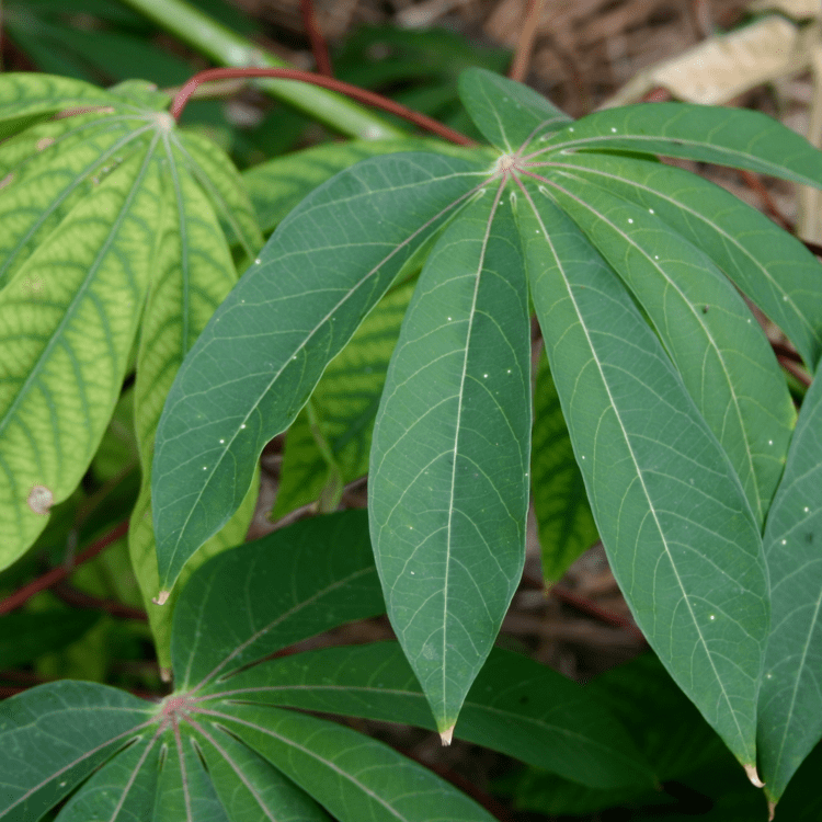 Edible Leaves and Shoots ECHO