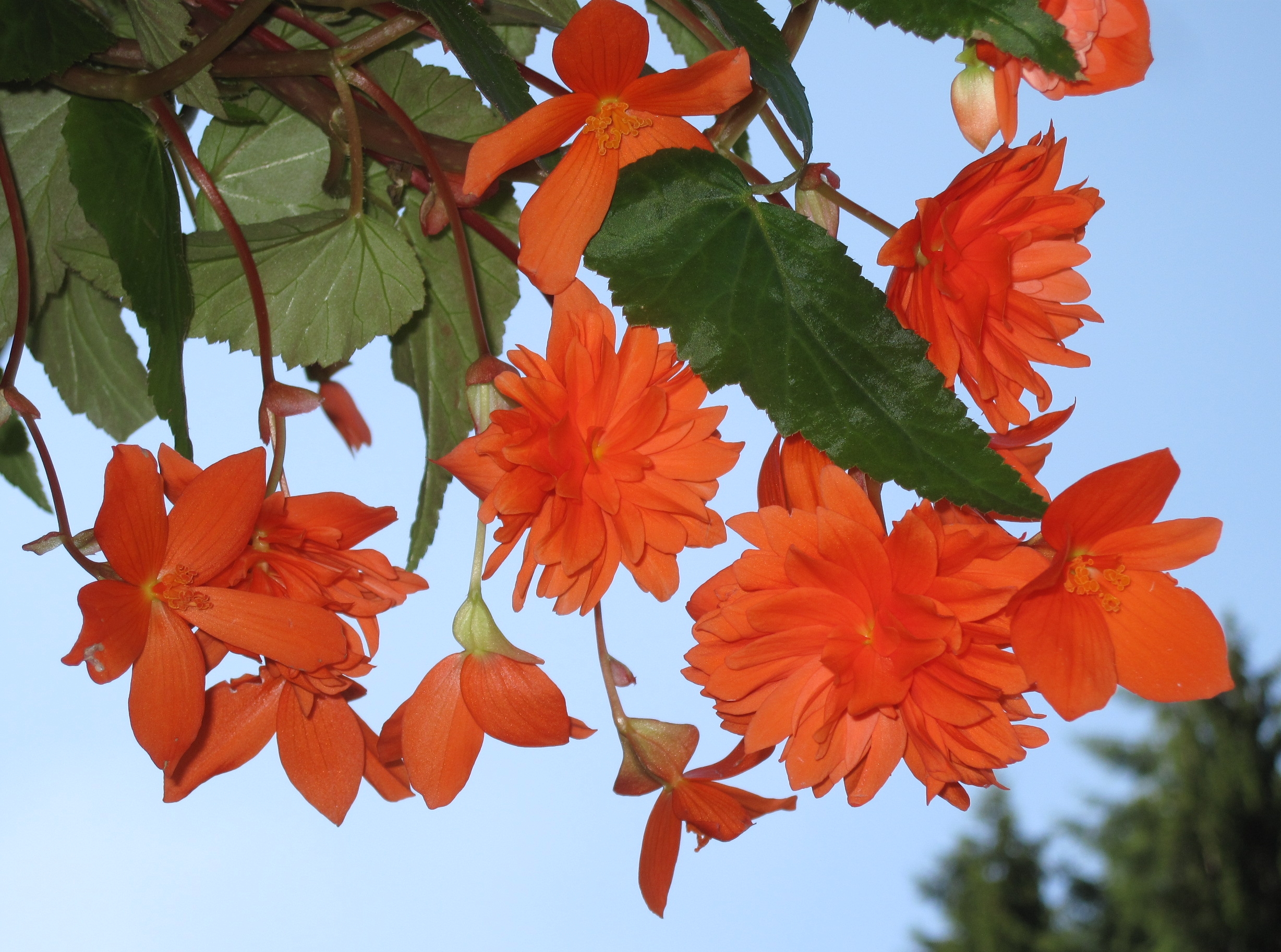 Low Maintenance Annuals for Shade Echter's Garden Talk