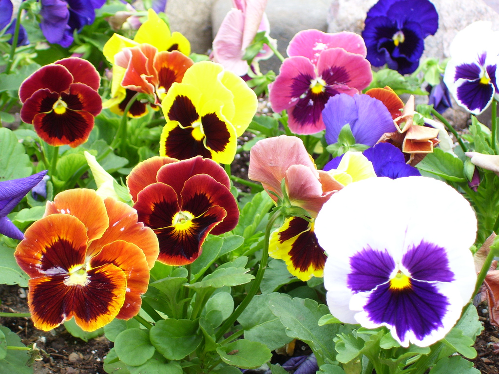 Low Maintenance Annuals for Shade Echter's Garden Talk